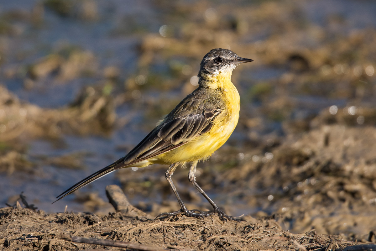 Identificazione uccellino: Cutrettola (Motacilla flava)